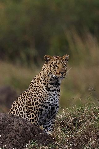 043 Kenia, Masai Mara, luipaard.jpg